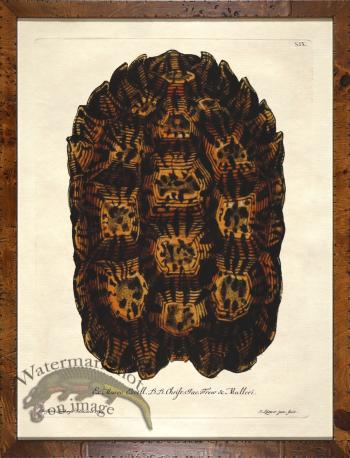 Turtle Shell Burl 01